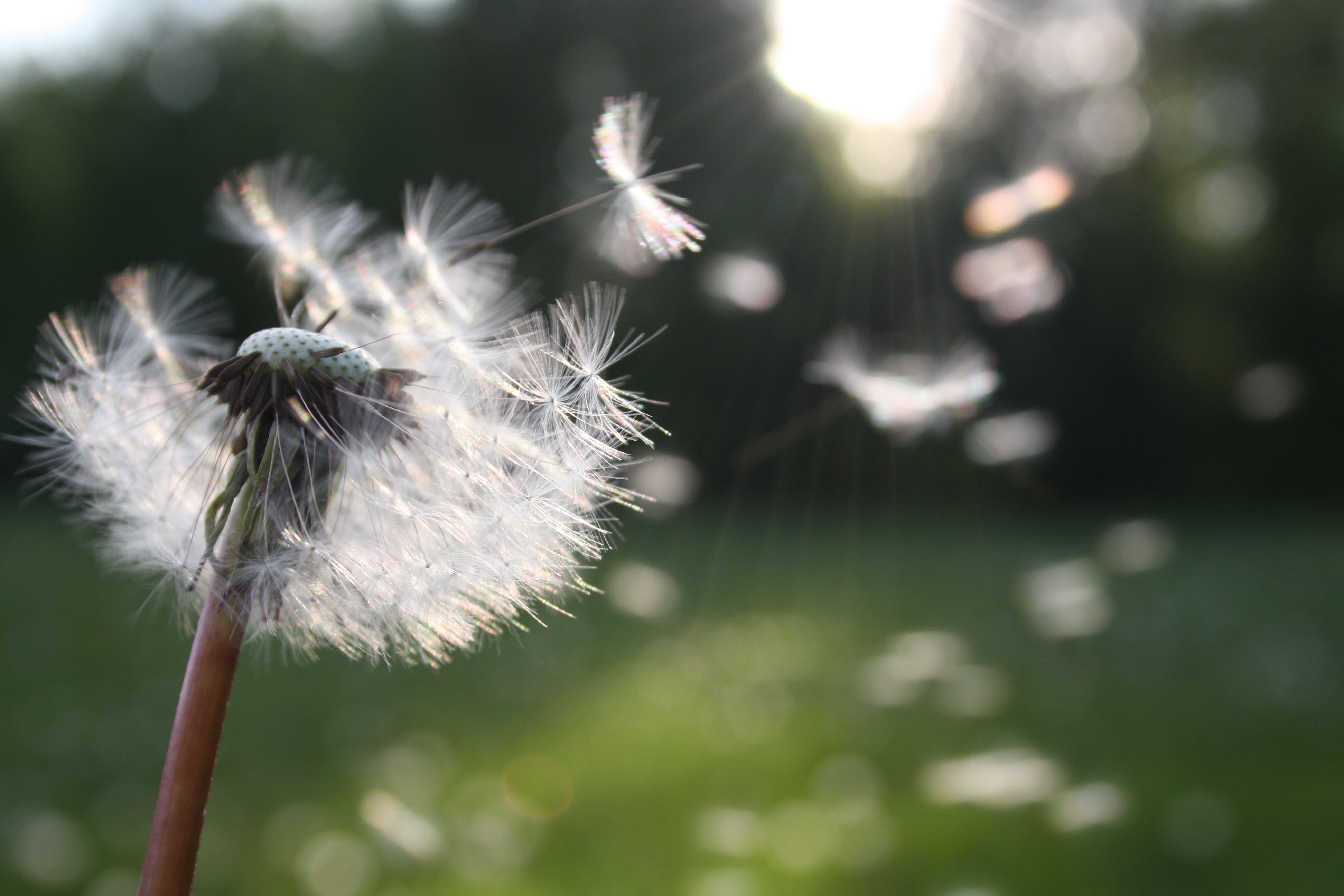 flor libre